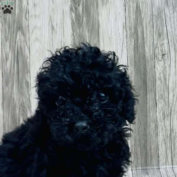 Jet, Cavapoo Puppy